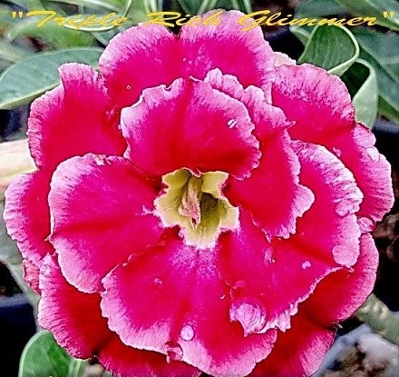 (image for) Adenium Obesum \'Triple Rich Glimmer\' 5 Seeds